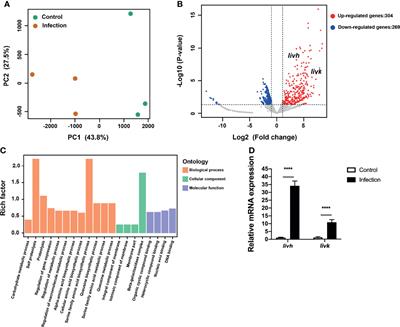 Porphyromonas gingivalis Induces Increases in Branched-Chain Amino Acid Levels and Exacerbates Liver Injury Through livh/livk